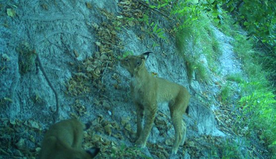 Nachwuchs im Luchswald (Foto: Maik Engelhardt ) Nachwuchs im Luchswald (Foto: Maik Engelhardt )
