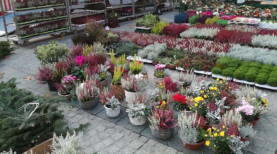 Herbstpflanzen auf dem Sondersh&auml;user Wochenmarkt (Foto: Stadtverwaltung Sondershausen)