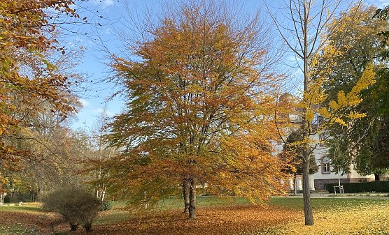 Im Kurpark Bad Langensalzas (Foto: oas) Im Kurpark Bad Langensalzas (Foto: oas)
