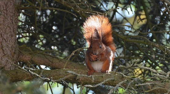 H&auml;lt Winterruhe und nimmt in dieser Zeit alle zwei bis drei Tage seine versteckte Nahrung auf: Das Eichh&ouml;rnchen, ein typischen Waldtier   (Foto: Ralf Sikorski)