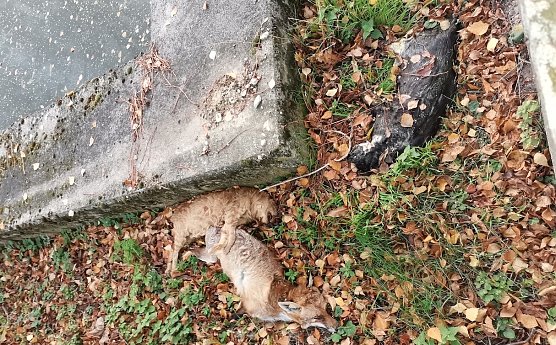 Drei Kadaver wurden auf einem Spielplatz in Allmenhausen gefunden (Foto: S.Dietzel) Drei Kadaver wurden auf einem Spielplatz in Allmenhausen gefunden (Foto: S.Dietzel)