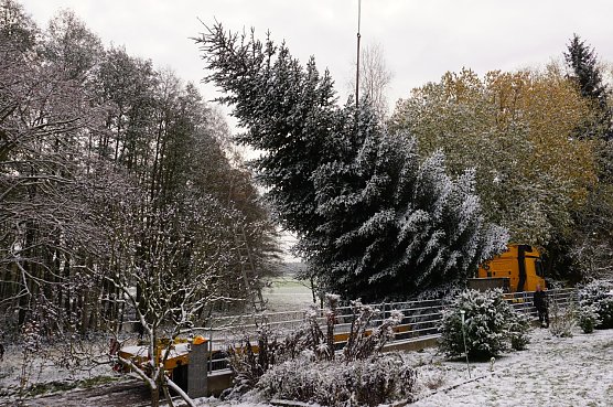 Fachm&auml;nnisch gef&auml;llt (Foto: Th&uuml;ringenForst)