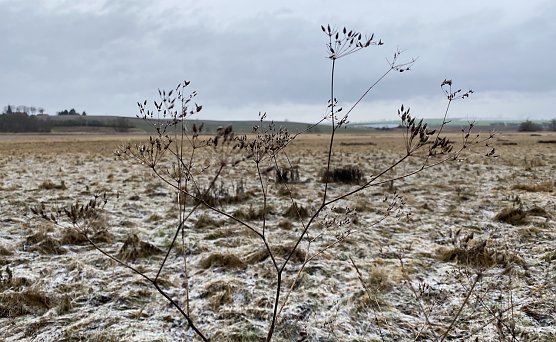 Nachtfröste und leichter Schneefall zum Wochenende (Foto: oas) Nachtfröste und leichter Schneefall zum Wochenende (Foto: oas)