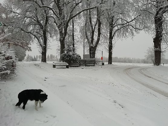 Frostig und schneebedeckt zeigt sich auch der Morgen in Sophienhof (Foto: W. Jörgens) Frostig und schneebedeckt zeigt sich auch der Morgen in Sophienhof (Foto: W. Jörgens)