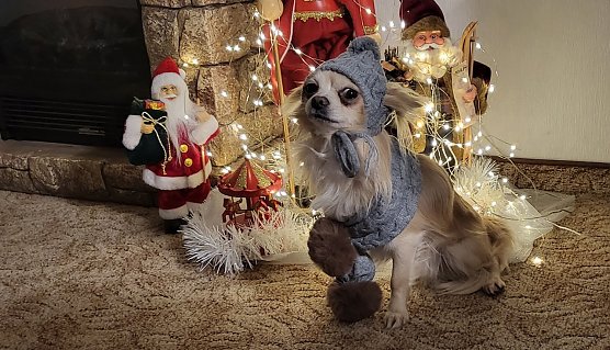 Chihuahua Calvin (Foto: Simone Klein aus Bad Frankenhausen)