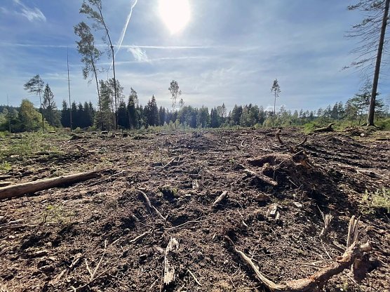 Kahlschlag im Wald (Foto: Franziska Spindler) Kahlschlag im Wald (Foto: Franziska Spindler)