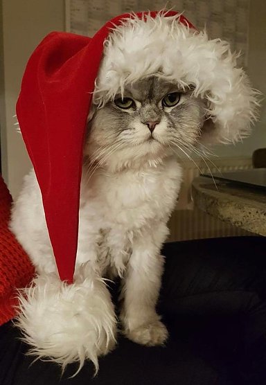 "Willi" (Foto: Anja Zickenroth)