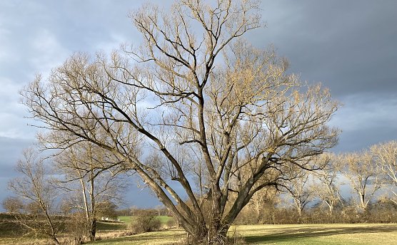 Ab heute Nacht sollen stürmische Winde über Thüringen fegen (Foto: oas) Ab heute Nacht sollen stürmische Winde über Thüringen fegen (Foto: oas)