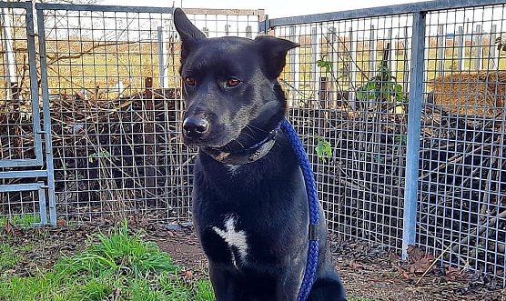 Hat auf einer Weide übernachtet: herrenloser Hund bei Großenehrich (Foto: S.Dietzel) Hat auf einer Weide übernachtet: herrenloser Hund bei Großenehrich (Foto: S.Dietzel)