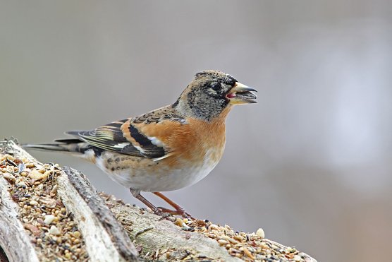 Die Stunde der Winterv&ouml;gel schl&auml;gt wieder ab kommenden Freitag (Foto: Dr. Christoph Moning)