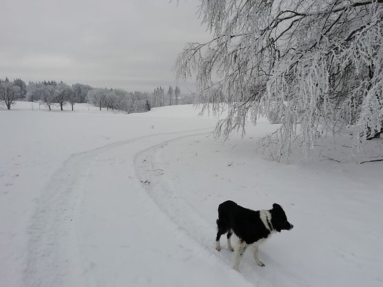 W&auml;hrend der Schnee im Tal verschwunden ist, h&auml;lt sich die wei&szlig;e Pracht im Harz noch (Foto: W. J&ouml;rgens)