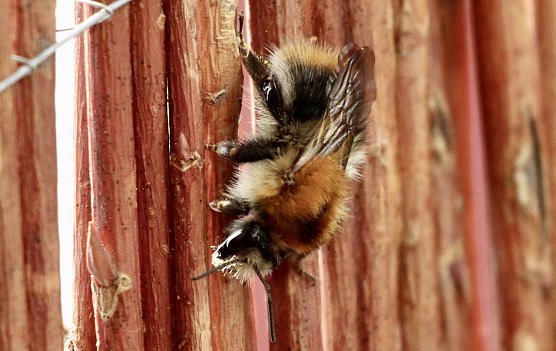 Biene im Sp&auml;tsommer (Foto: Eva Maria Wiegand)