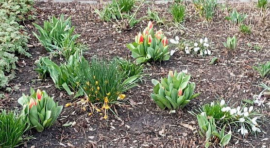 Fr&uuml;hlingserwachen (Foto: T. Leipold)