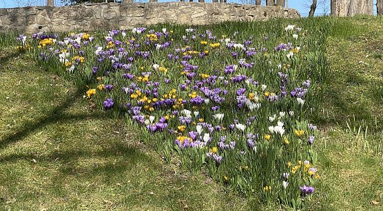 Frühblüher im Arboretum Bad Langensalza (Foto: oas) Frühblüher im Arboretum Bad Langensalza (Foto: oas)