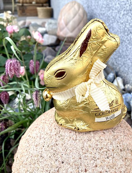 Der Goldhase im heimischen Garten beim Fr&uuml;hlingserwachen (Foto: Yvonne Werner)