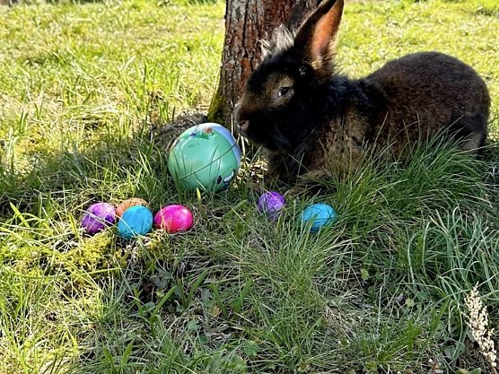 Hase Akari im Akornpark in Ilfeld (Foto: Ren&eacute; Weber )