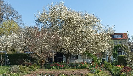 Leipolds garten in voller Bl&uuml;te (Foto: T.Leipold)