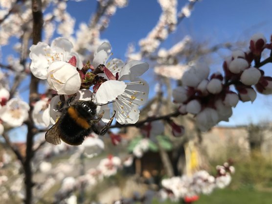 Wetterbild (Foto: nnz) Wetterbild (Foto: nnz)