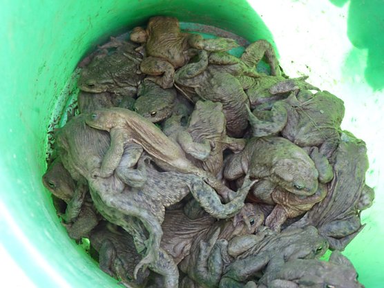 Krötenwanderung zum Hammateich (Foto: Karl-Heinz Herrmann) Krötenwanderung zum Hammateich (Foto: Karl-Heinz Herrmann)