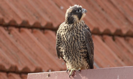 Junger Wanderfalke (Foto: Eva Maria Wiegand) Junger Wanderfalke (Foto: Eva Maria Wiegand)