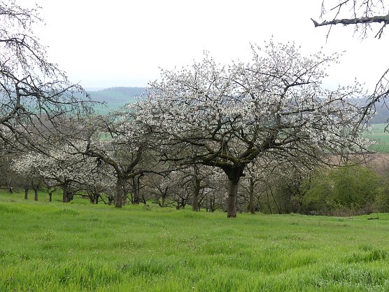 Die Streuobstwiese in Bendeleben (Foto: LPV) Die Streuobstwiese in Bendeleben (Foto: LPV)