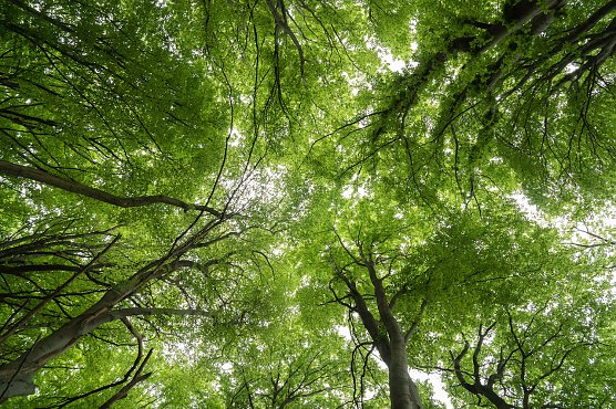 Baumf&uuml;hrung am Possen (Foto: Natura 2000-Station Possen)