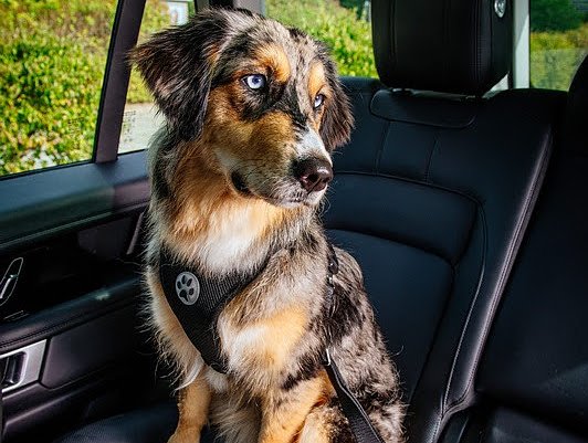 Urlaub mit Hund wird immer beliebter (Foto: ADAC) Urlaub mit Hund wird immer beliebter (Foto: ADAC)