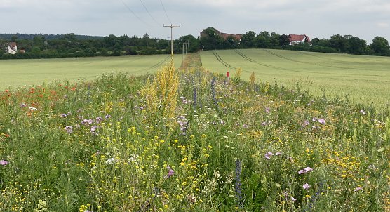 Blühstreifen im Kyffhäuserkreis (Foto: LPV Südharz/Kyffhäusee) Blühstreifen im Kyffhäuserkreis (Foto: LPV Südharz/Kyffhäusee)