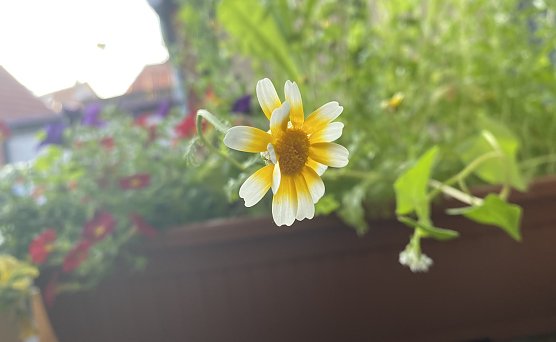 Weiter wechselhaftes Wetter (Foto: oas)