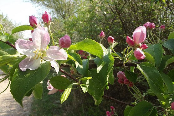 Apfelbl&uuml;te im Ro&szlig;mannsbachtal (Foto: Silke Staubitz)