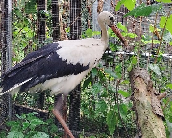 Jungstorch aus Bad D&uuml;rrenberg vor der Untersuchung in der Uniklinik f&uuml;r V&ouml;gel und Reptilien. (Foto: Karsten Peterlein/NABU Leipzig)