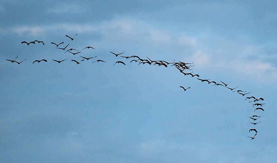 Die Kraniche sind zur&uuml;ck (Foto: P.Blei)