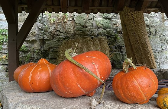 Kürbisse im Naturgarten in Bad Langensalza (Foto: oas) Kürbisse im Naturgarten in Bad Langensalza (Foto: oas)