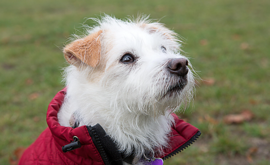 Tipps zur Verwendung von Hundem&auml;nteln (Foto: Vier Pfoten)