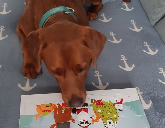 Labrador Heinrich und sein Adventskalender (Foto: Heike Lange aus Sondershausen)