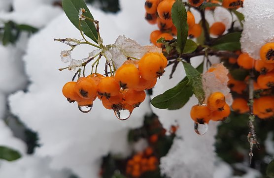 Momentaufnahme im Schnee  (Foto: Christina Kannengie&szlig;er )