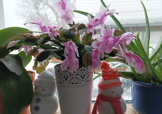 Bl&uuml;hender Kaktus mit Winterzauber (Foto: Thomas Leipold)