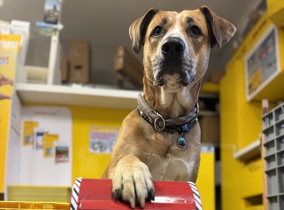 Nelli bewacht die Wunschzettel (Foto: Katrin Kühne) Nelli bewacht die Wunschzettel (Foto: Katrin Kühne)