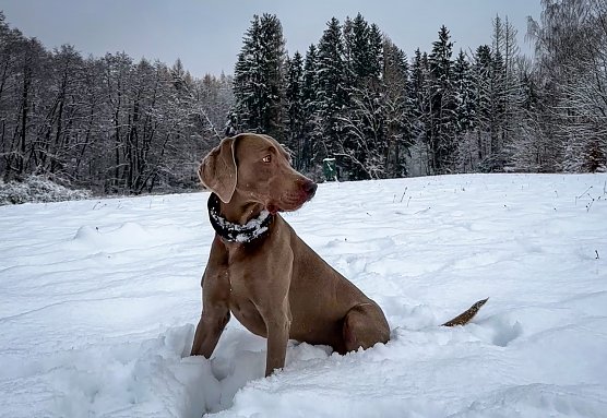 Michel liebt es im Schnee zu spielen - aufgenommen in Bad Sachsa (Foto: Kai Krauth&ouml;fer)