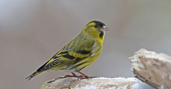 Ein Erlenzeisig (Foto: Dr. Christoph Moning) Ein Erlenzeisig (Foto: Dr. Christoph Moning)