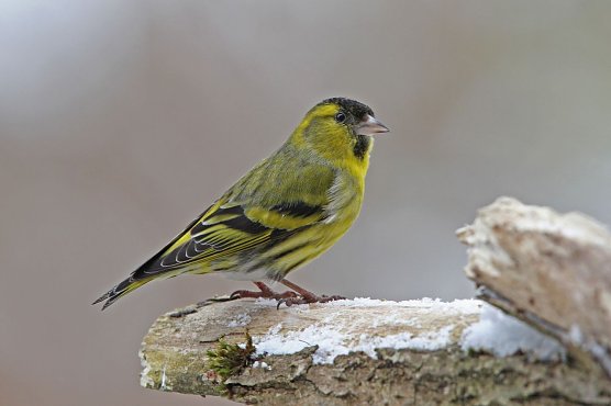Mit etwas Glück sieht man auch einen Erlenzeisig (Foto: Christoph Moning) Mit etwas Glück sieht man auch einen Erlenzeisig (Foto: Christoph Moning)