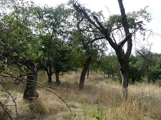 Alter Obstbaumbestand am Weinberg Bendeleben vor Ma&szlig;nahmebeginn (Foto: &copy; LPV S&uuml;dharz(Kyffh&auml;user)