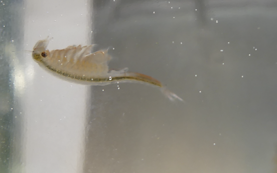 Ein lebendes Fossil das in Th&uuml;ringen vom Aussterben bedroht ist: der "Fr&uuml;hjahrs-Feenkrebs" (Foto: Tobias Ehrhardt)