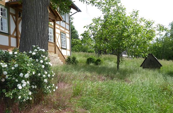 Walnussbaum an der Dichterst&auml;tte Sarah Kirsch noch in voller Pracht (Foto: F&ouml;rderverein Sarah Kirsch)