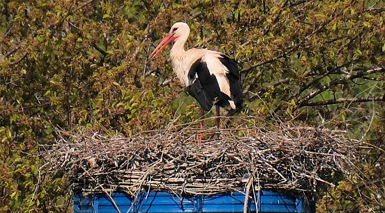 Meister Adebar fühlt sich wohl zwischen Sachsen/Anhalt und Thüringen (Foto: P.Blei) Meister Adebar fühlt sich wohl zwischen Sachsen/Anhalt und Thüringen (Foto: P.Blei)
