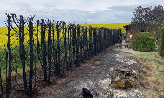 Niedergebrannte Hecke in Steinthaleben (Foto: S.Dietzel)