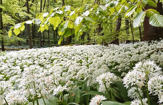 Barlauch im Hainich (Foto: Nationalparkverwaltung)