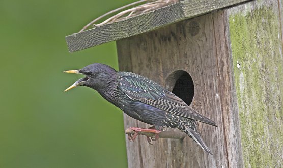 Ein wirklicher Star (Foto: Frank Hecker)