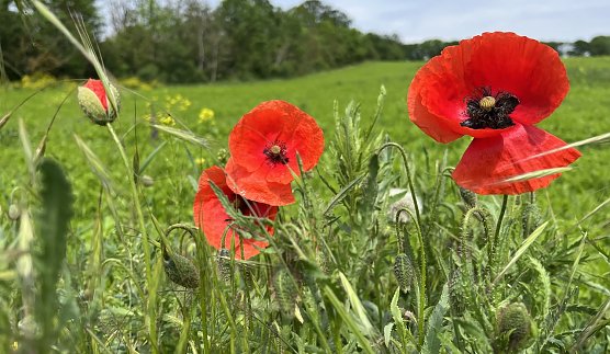Starkregen und Hagel bedrohen in Thüringen die ersten Klatschmohnblüten (Foto: oas) Starkregen und Hagel bedrohen in Thüringen die ersten Klatschmohnblüten (Foto: oas)