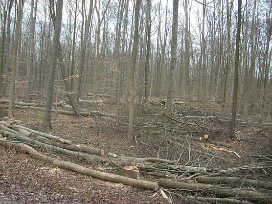 Kastanienallee auf dem Possen (Foto: Karl-Heinz Herrmann) Kastanienallee auf dem Possen (Foto: Karl-Heinz Herrmann)